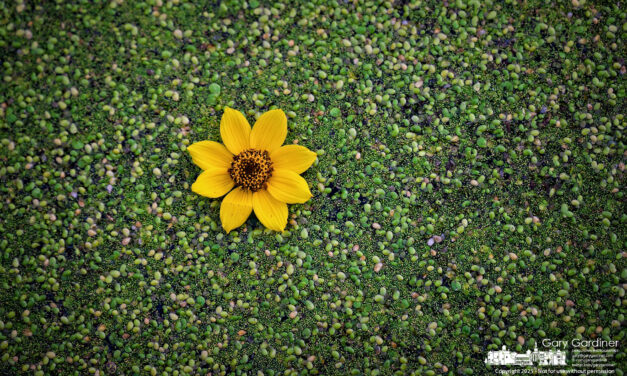 This Week in Westerville (Sept 29–Oct 5, 2025)