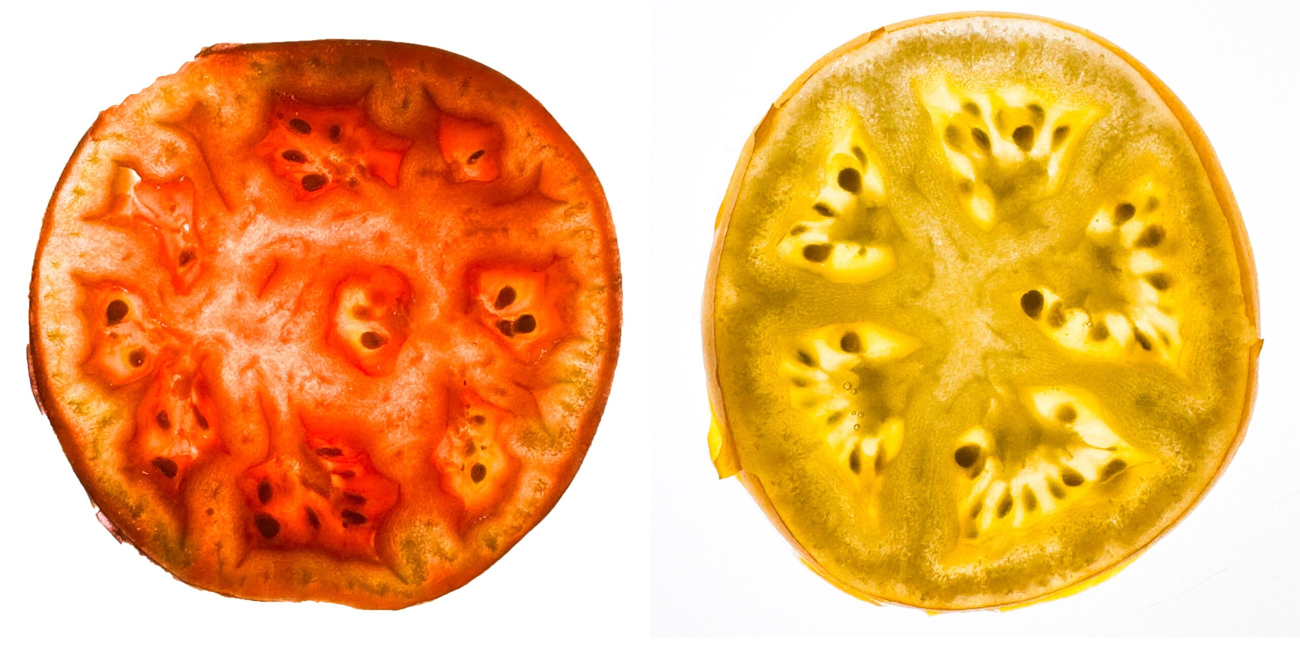 Cotton Candy grapes aren’t injected with sugar—they’re the result of years of careful plant breeding. Their story connects to another quiet marvel of agriculture: grafting, the practice that keeps tomatoes, apples, peaches, and even wine alive and thriving. From sweet grapes to sturdy rootstocks, it’s plant science shaping what ends up on our tables.