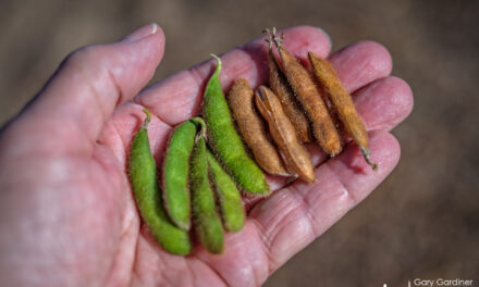 Unharvested Green Soybeans