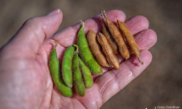 Unharvested Green Soybeans
