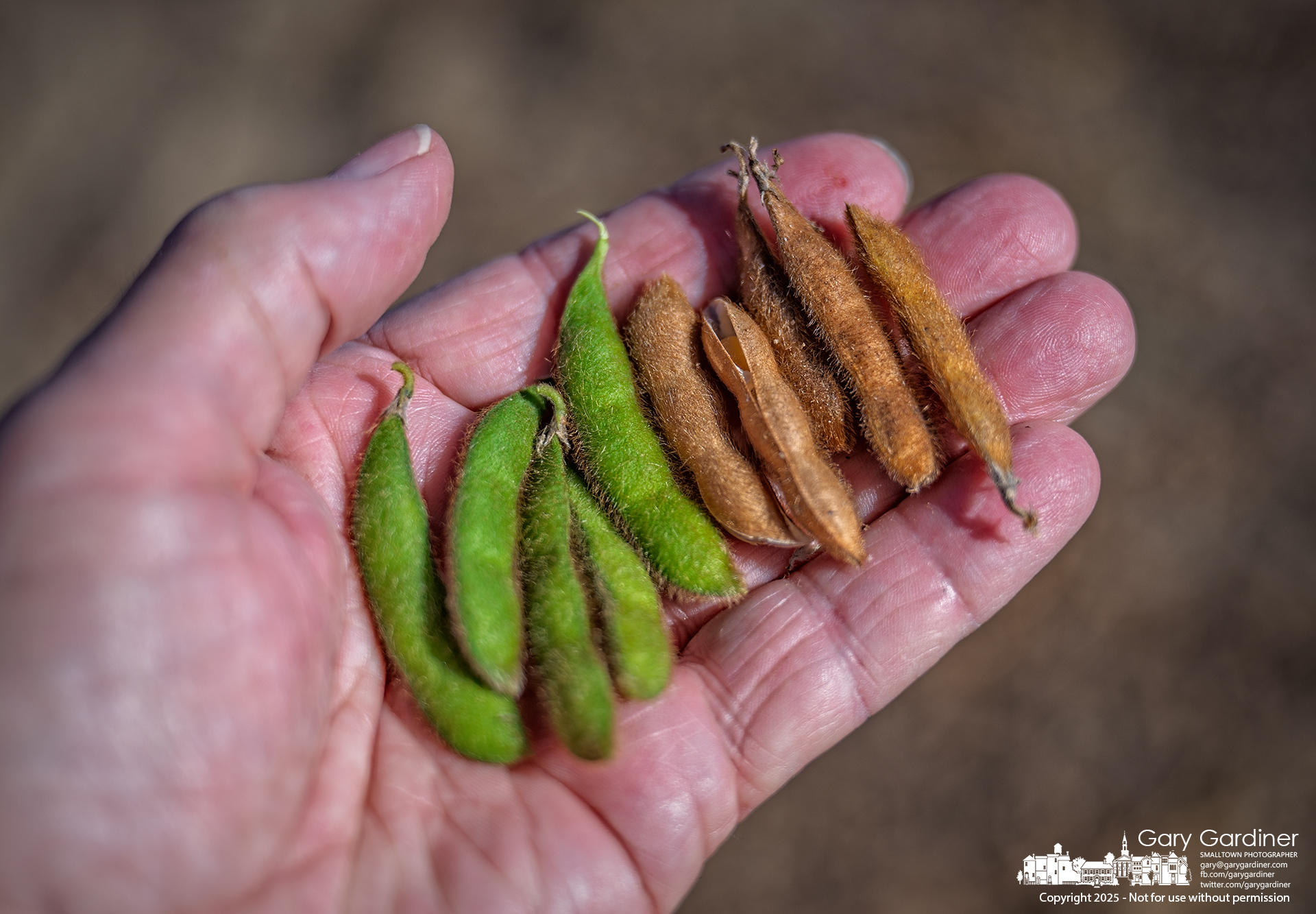 Unharvested Green Soybeans A narrow strip of soybean plants lines the edge of Yarnell Farm along Africa Road, where their proximity to the bright streetlights tricked them into continuing to grow, while plants farther from the road died and the beans dried enough for harvest. This occurs because soybeans are “photoperiodic,”